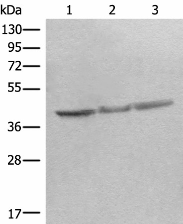 STOML2 Polyclonal Antibody (E-AB-18689)