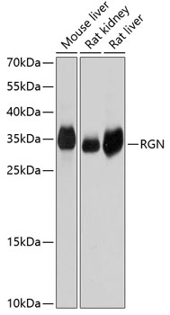 RGN Polyclonal Antibody (E-AB-63744)