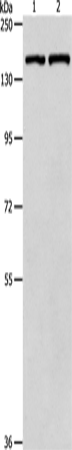 PTCH1 Polyclonal Antibody (E-AB-10571)