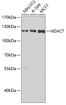 HDAC7 Polyclonal Antibody (E-AB-61619)
