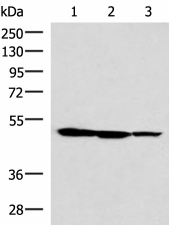 TTC38 Polyclonal Antibody (E-AB-52970)