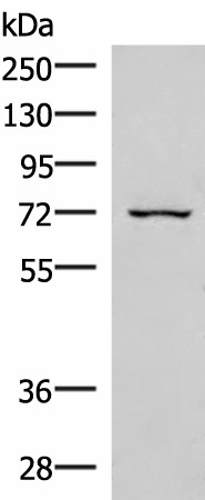 EIF2AK1 Polyclonal Antibody (E-AB-52765)