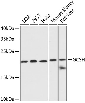 GCSH Polyclonal Antibody (E-AB-64794)