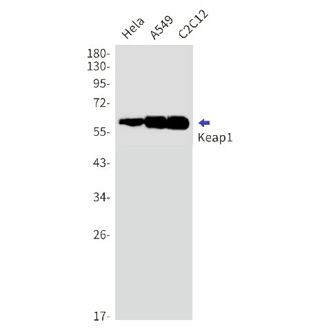 Recombinant Keap1 Monoclonal Antibody (E-AB-81505)