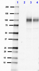 Purified anti-mouse/rat β-Amyloid, 1-16 Antibody (Previously Covance catalog# SIG-39155) (805707)