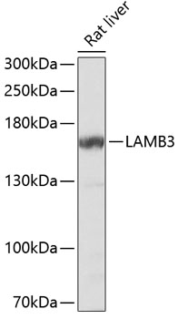 LAMB3 Polyclonal Antibody (E-AB-66121)