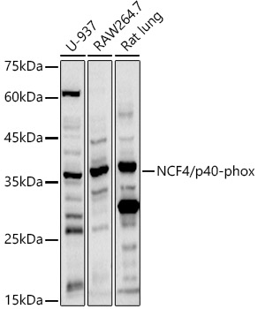 NCF4 Polyclonal Antibody (E-AB-68341)