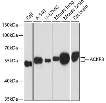 ACKR3 Polyclonal Antibody (E-AB-64310)