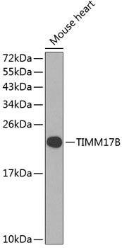 TIMM17B Polyclonal Antibody (E-AB-62336)
