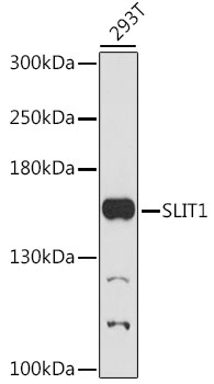 SLIT1 Polyclonal Antibody (E-AB-66817)