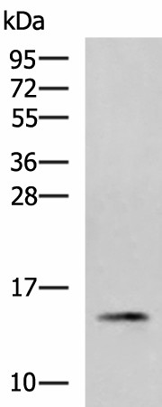 PHPT1 Polyclonal Antibody (E-AB-53026)