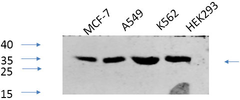 Phospho-CREB1 (Ser133) Polyclonal Antibody (E-AB-20849)