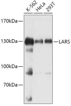 LARS Polyclonal Antibody (E-AB-90989)