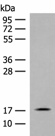 RPS25 Polyclonal Antibody (E-AB-18769)
