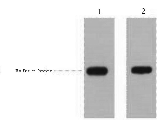 His-Tag Polyclonal Antibody (E-AB-20048)