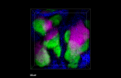 Alexa Fluor® 647 anti-mouse CD3ε Antibody (100324)