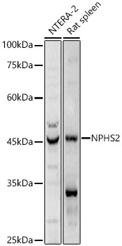 NPHS2 Polyclonal Antibody (E-AB-91769)
