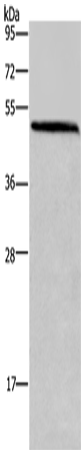 HOMER1 Polyclonal Antibody (E-AB-11296)
