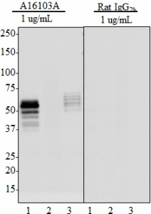 Purified anti-Tau, 1-223 Antibody (851301)
