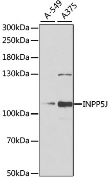 INPP5J Polyclonal Antibody (E-AB-61260)