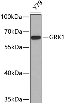 GRK1 Polyclonal Antibody (E-AB-67767)