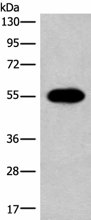 HAS3 Polyclonal Antibody (E-AB-52594)