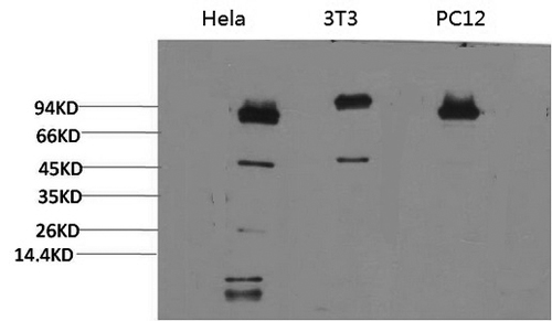 STAT3 Monoclonal Antibody (E-AB-22119)