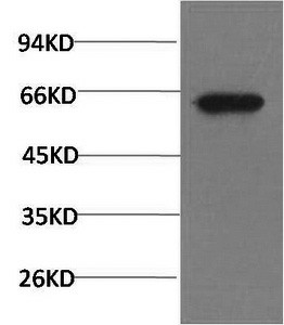 Phospho-AKT1 (Ser473) Monoclonal Antibody (E-AB-51038)