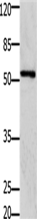 GFRA1 Polyclonal Antibody (E-AB-15685)