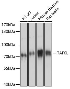 TAF6L Polyclonal Antibody (E-AB-90819)