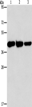 GOT1 Polyclonal Antibody (E-AB-14773)