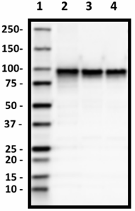 Purified anti-β Catenin 1 Antibody (862601)