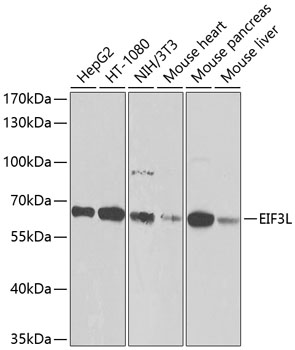 EIF3L Polyclonal Antibody (E-AB-63116)