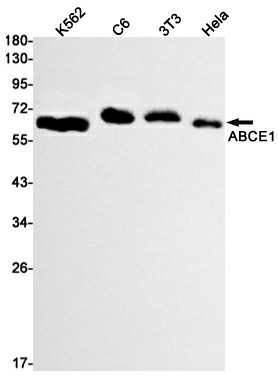 Recombinant ABCE1 Monoclonal Antibody (E-AB-81521)