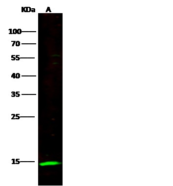 Recombinant NCR3/CD337 Monoclonal Antibody (AN300339P)