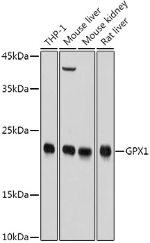 GPX1 Polyclonal Antibody (E-AB-93047)