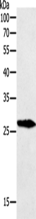GREM1 Polyclonal Antibody (E-AB-14111)