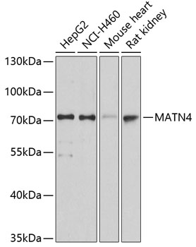 MATN4 Polyclonal Antibody (E-AB-63727)