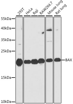 (KO Validated) BAX Polyclonal Antibody (E-AB-63606)