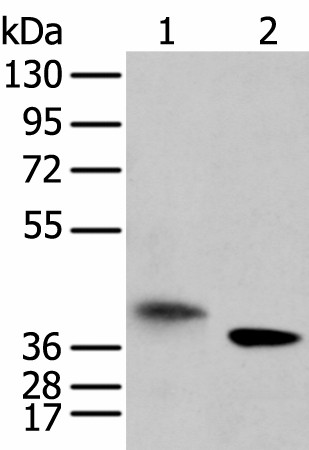 LRRC19 Polyclonal Antibody (E-AB-52280)