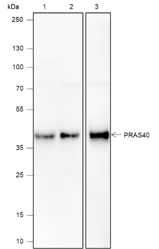Recombinant PRAS40 Monoclonal Antibody (AN301877L)