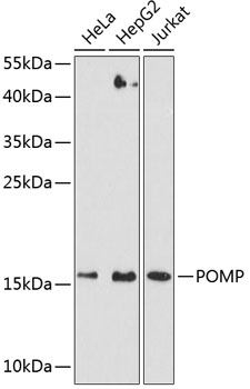 POMP Polyclonal Antibody (E-AB-63926)