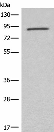 C7 Polyclonal Antibody (E-AB-18574)