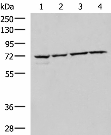 CBFA2T2 Polyclonal Antibody (E-AB-19075)
