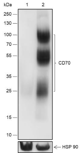 Recombinant CD70 Monoclonal Antibody (AN301838L)