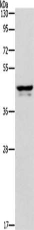 APOL1 Polyclonal Antibody (E-AB-12728)