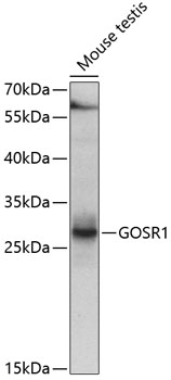 GOSR1 Polyclonal Antibody (E-AB-67612)