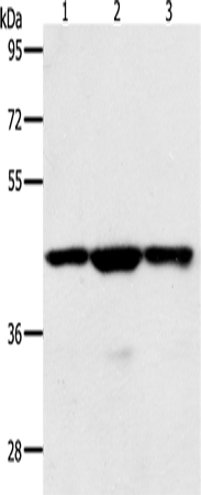 MAP2K1 Polyclonal Antibody (E-AB-16020)