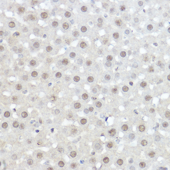 AHNAK Polyclonal Antibody (E-AB-92269)