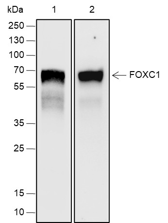 Recombinant FOXC1 Monoclonal Antibody (AN301947L)